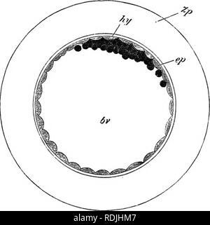 . Les éléments d'embryologie . L'embryologie. X.] BLASTODERMIC vésicule. 315 environ 0'09 mm. - la taille de l'ovule à la clôture de la segmentation à environ 0-28 de diamètre. Il est en- fermé par la zona radiata et la couche albumineuses Fig. 96.. Le lapin Ovum entre 70 à 90 heures après l'imprégnation. (D'après K. van Beneden.) hv. cavité d'blastodermic du sac vitellin (vésicules), ep. couche externe ; hy. masse intérieure ; Zp. enveloppe albumineuse. autour de lui. La vésicule blastodermic continue d'agrandir rapidement, et pendant le processus la masse intérieure subit des changements importants. Il s'étale sur le côté intérieur de l'espace extra-laye Banque D'Images