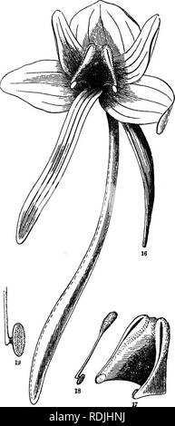 . La botanique pour les jeunes : Partie II. Comment les plantes se comporter ; la façon dont ils se déplacent, grimper, emploient des insectes pour travailler pour eux, &AMP ; c. La botanique. Et CR08S-FEBTILIZE leurs fleurs. 27 55. Le peciiliarities sont principalement les suivantes : premièrement, le mieux à attirer certains insectes et les rembourser pour leur service, un sepa- rate organe pour le nectar - dans cette position en- une sacoche ou miel-tube - est joint à la fleur. Puis, à l'établissement econo- mize le pollen, le tout dans chaque cellule de l'anthère est fait jusqu'en petits paquets ou des grains plus grossiers, qui sont liées, pour ainsi dire, les uns aux autres par des fils élastiques délicates, et toutes les Banque D'Images