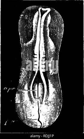 . Les éléments d'embryologie . L'embryologie. III.] LE CANAL médullaire. Fig. 23. 67. Vue dorsale de la zone pelluoida trempé op un poussin avec cinq Somites. Mesoblastio Les plis ont médullaire durant une partie de leur étendue, mais n'ont pas united. a.pr. partie antérieure de la ligne primitive ; p.pr. la partie postérieure de la ligne primitive. ikfc). Il n'est pas complètement fermé dans une période jusqu'à con- siderably plus tard que celui que nous étudions. Pendant ce temps, d'importants changements se produisent dans la partie axiale du mésoblaste, qui se trouvent de chaque côté de la notochorde sous les plis médullaires. Dans un Banque D'Images