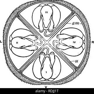 . La biologie de jumeaux (mammifères) . Des jumeaux. 6o La biologie de jumeaux du blastocoele. Les canaux de liaison amniotique ratatinée et l'amnion commune sont tout à fait évident à ce moment et persistent par étapes encore plus avancée que cela. La grande zone en bas de la vésicule, s'étendant de la placenta de la certains- o qu'a fait vege[--pôle, conserve sa transparence. Il convient de noter qu'à partir de cette étape jusqu'à un stade peu avant la naissance pas de changements se produisent qui sont particulièrement importantes pour une étude du jumelage. L'ensemble de la vésicule vitelline se développe énormément, mais l'embryon et l'amnia Banque D'Images