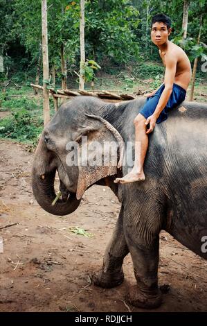 Luang Prabang / Laos - 06 juil 2011 : mahout et son éléphant travaillant dans la forêt Banque D'Images