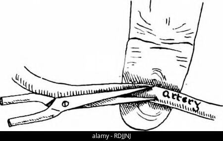 . L'anatomie des mammifères : avec référence particulière à la cat . Anatomie comparée des mammifères ;, ; Les chats. présentant les veines jugulaires externes (Fig. 3). Avec le forceps courbé sous la poussée d'idées une corde peut être tirée à travers et attaché dans un noeud lâche. Un demi pouce de ce dernier un second cordon doit être attaché autour de la veine sans serrer. Une coupe oblique (fig. 4) avec la pointe des ciseaux réalisé cau- papa est alors faite dans les veines entre les cordes. L'in- cision devrait s'étendre sur la moitié de la cuve. Absorber le sang avec du coton hydrophile, depuis le navire permettra d'éviter le colmatage. Banque D'Images