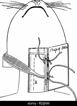 . L'anatomie des mammifères : avec référence particulière à la cat . Anatomie comparée des mammifères ;, ; Les chats. Éléments de l'Anatomie des mammifères.. qui posent les veines jugulaires externes (Fig. 3). Avec le forceps courbé sous la poussée d'idées une corde peut être tirée à travers et attaché dans un noeud lâche. Un demi pouce de ce dernier un second cordon doit être attaché autour de la veine sans serrer. Une coupe oblique (fig. 4) avec la pointe des ciseaux réalisé cau- papa est alors faite dans les veines entre les cordes. L'in- cision devrait s'étendre sur la moitié de la cuve. Absorber le sang avec du coton hydrophile, depuis e Banque D'Images