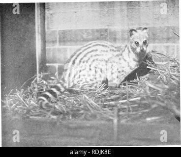 . Le livre du royaume animal. Les mammifères. Les mammifères. FIG. 244.^ MALACCAN CIVET, OU RASSE. Veuillez noter que ces images sont extraites de la page numérisée des images qui peuvent avoir été retouchées numériquement pour plus de lisibilité - coloration et l'aspect de ces illustrations ne peut pas parfaitement ressembler à l'œuvre originale.. Westell, William Percival. Londres, J. M. Dent ; New York, E. P. Dutton Banque D'Images