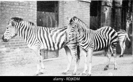 . Le livre du royaume animal. Les mammifères. Les mammifères. FIG. 2l8. BURCHELL ZEBR'. Veuillez noter que ces images sont extraites de la page numérisée des images qui peuvent avoir été retouchées numériquement pour plus de lisibilité - coloration et l'aspect de ces illustrations ne peut pas parfaitement ressembler à l'œuvre originale.. Westell, William Percival. Londres, J. M. Dent ; New York, E. P. Dutton Banque D'Images