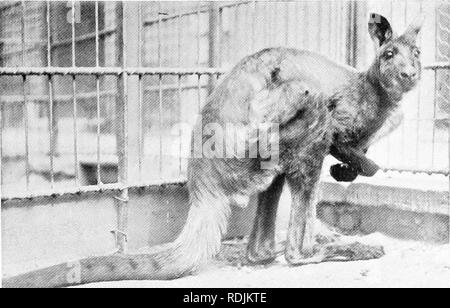 . Le livre du royaume animal. Les mammifères. Les mammifères. FIG. 148. GREAT WHITE RIVER. Veuillez noter que ces images sont extraites de la page numérisée des images qui peuvent avoir été retouchées numériquement pour plus de lisibilité - coloration et l'aspect de ces illustrations ne peut pas parfaitement ressembler à l'œuvre originale.. Westell, William Percival. Londres, J. M. Dent ; New York, E. P. Dutton Banque D'Images