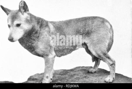 . Le livre du royaume animal. Les mammifères. Les mammifères. FIG. 143. DINGO. Veuillez noter que ces images sont extraites de la page numérisée des images qui peuvent avoir été retouchées numériquement pour plus de lisibilité - coloration et l'aspect de ces illustrations ne peut pas parfaitement ressembler à l'œuvre originale.. Westell, William Percival. Londres, J. M. Dent ; New York, E. P. Dutton Banque D'Images