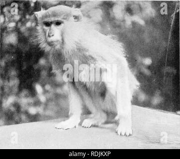 . Le livre du royaume animal. Les mammifères. Les mammifères. FIG. 12 : ;. PATAS SINGE. Veuillez noter que ces images sont extraites de la page numérisée des images qui peuvent avoir été retouchées numériquement pour plus de lisibilité - coloration et l'aspect de ces illustrations ne peut pas parfaitement ressembler à l'œuvre originale.. Westell, William Percival. Londres, J. M. Dent ; New York, E. P. Dutton Banque D'Images