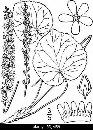 . Une flore illustrée du nord des États-Unis, le Canada et les possessions britanniques, de Terre-Neuve jusqu'au parallèle de la limite sud de la Virginie et de l'océan Atlantique à l'ouest jusqu'à la 102d méridien. La botanique, la botanique. Genre 3. DIAPENSIA FAMILLE. 707 I. Galax aphylla L. Galax. Galaxie. Beetle- la lutte contre les mauvaises herbes. Fig. 3280. Galax aphylla L. sp. PI. 200. 1753. Scape ij" haut, terete, à bractées écallieuses rouges à la base et un grand nombre de racines fibreuses rouge. Feuilles orbiculaires, ou largement ovées, profondément cordé à la base par un sinus plutôt étroite, persistantes, à marge crénelée à dentée ou doublement den- réticulé wi Banque D'Images