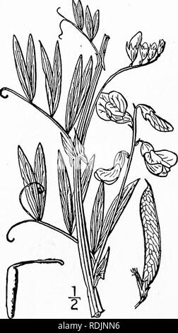 . Une flore illustrée du nord des États-Unis, le Canada et les possessions britanniques, de Terre-Neuve jusqu'au parallèle de la limite sud de la Virginie et de l'océan Atlantique à l'ouest jusqu'à la 102d méridien. La botanique, la botanique. 414 FABACEAE. Vol. II.. 3. Lathyrus palustris L. Gesse des marais. Pois sauvages. Fig. 2626. Lathyrus palustris L. sp. PI. 733. 1753- L. palustris en espèces Ser DC. Prodr. 2 : 371. 1825. Plantes vivaces, glabres ou légèrement pubescentes ; tiges un- gled et habituellement winged, mince, j°-3° long ; stipules demi- sagittée, lancéolées, linéaires ou ovales-lancéolées, s"-io& Banque D'Images