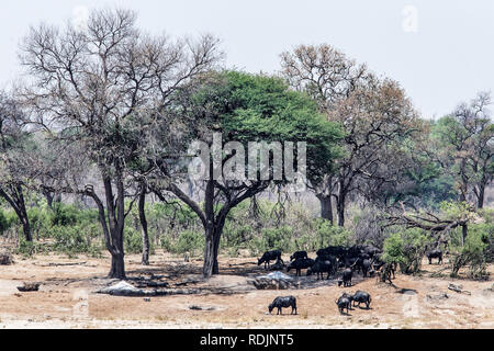 Un troupeau de buffle ou d'Afrique (Syncerus caffer) pâturage dans le Parc National de Bwabwata Banque D'Images