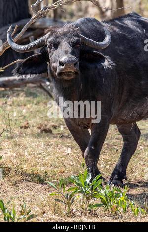 Un taureau l'progression de la troupeau de buffle ou d'Afrique (Syncerus caffer) de défi dans le Parc National de Bwabwata. Banque D'Images