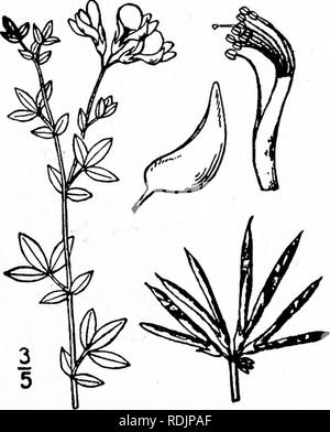 . Une flore illustrée du nord des États-Unis, le Canada et les possessions britanniques, de Terre-Neuve jusqu'au parallèle de la limite sud de la Virginie et de l'océan Atlantique à l'ouest jusqu'à la 102d méridien. La botanique, la botanique. Genre 13. Famille des pois. 359 I. Lotus corniculatus L. Le lotier. Chèvrefeuille au sol. Bloom - ont diminué. Fig. 2488. Lotus corniculatus L. sp. PL 775. 1753. Plantes vivaces d'une longue racine, apprimés-pubescentes ou glabrate. Tiges décombantes, mince, ou croissant, 3'-2° longtemps ; les feuilles 3-foliolate, court-petioled ; dépliants obovales, oblancéolées ou oblong, 3"-8" l Banque D'Images