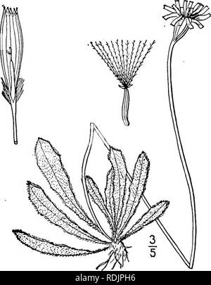 . Une flore illustrée du nord des États-Unis, le Canada et les possessions britanniques, de Terre-Neuve jusqu'au parallèle de la limite sud de la Virginie et de l'océan Atlantique à l'ouest jusqu'à la 102d méridien. La botanique, la botanique. 3. Apargia hispida (L.) Willd. Hawkbit commun. Fig. 4053. Leontodon hispidus L. sp. PI. 799. 1753. Leontodon hastile L. sp. PI. Ed. 2, 1123. 1763. A. hispida Willd. Sp. PI. 3 : 1552. 1804. Panicule glabres, ou-hispid. Scape stout ou sveltes, 4-25" bractless monocephalous haute,, ; chef hoche avant la floraison ; les feuilles 2'-6' de long, oblongues-lancéolées à contours, coar Banque D'Images