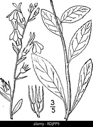 . Une flore illustrée du nord des États-Unis, le Canada et les possessions britanniques, de Terre-Neuve jusqu'au parallèle de la limite sud de la Virginie et de l'océan Atlantique à l'ouest jusqu'à la 102d méridien. La botanique, la botanique. Grande famille LOBELIA Lobelia. Fig. 4031. Genre je. 4. Lobelia syphilitica L. Cardinal bleu-fleur. Lobelia syphilitica L. sp. PI. 931. 1753. Lobelia syphilitica ludoviciana A. DC. Prodr. 7 : 377. 1839. Par vivaces les décalages ; tige courte avec parcimonie pubis- cent, plutôt corpulent, très feuillue, généralement simple, j°-3° Max. Feuilles glabres ou avec parcimonie, puberulent 2'-6' de long, Banque D'Images