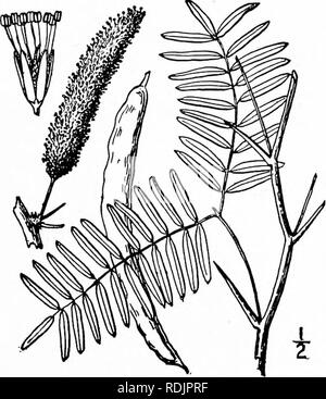 . Une flore illustrée du nord des États-Unis, le Canada et les possessions britanniques, de Terre-Neuve jusqu'au parallèle de la limite sud de la Virginie et de l'océan Atlantique à l'ouest jusqu'à la 102d méridien. La botanique, la botanique. Genre 4. La famille de mimosa. 333 I. Prosopis glandulosa Torr. JMesquite des prairies. Fig. 2433. P. glandulosa Torr. Ann. Lye. N. Y. : 2 192 pi.. 2. 1828. Glabres ou pubescentes minutieusement un arbuste, l'aisselle habituellement avec une paire d'épines acérées. 2 feuilles petioled, avec la diffusion de courtes tiges pinnae, chacune de nombreuses folioles sessiles qui sont linéaires ou linéaires, oblongues- entir Banque D'Images