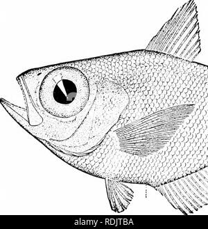 . Un guide pour l'étude des poissons. Poissons ; zoologie ; Poissons. Fig. 224,-Gasleronemus rhombeus Agassiz. (D'après Woodward.) Menidoc. Beryx, mais, selon Stark, cette ressemblance n'est pas corroborée par l'anatomie. Nmlleri pocyi Pempheris et P. sont trouvés. Veuillez noter que ces images sont extraites de la page numérisée des images qui peuvent avoir été retouchées numériquement pour plus de lisibilité - coloration et l'aspect de ces illustrations ne peut pas parfaitement ressembler à l'œuvre originale.. La Jordanie, David Starr, 1851-1931. New York, H. Holt Banque D'Images