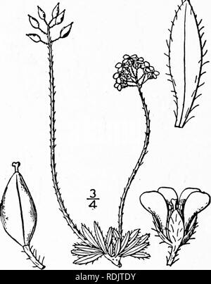 . Une flore illustrée du nord des États-Unis, le Canada et les possessions britanniques, de Terre-Neuve jusqu'au parallèle de la limite sud de la Virginie et de l'océan Atlantique à l'ouest jusqu'à la 102d méridien. La botanique, la botanique. 13. Draba alpina L. Whitlow Alpin-herbe. Fig. L'année 2009. Draba alpina L. sp. Ph 642. 1753. Plante vivace par un caudex ramifié, densément pubescente, bords de touffes, V-6'. Toutes les feuilles basilaires, ensemble ou quelques dents, oblongues-lancéolées ou oblongues, obtuses ou aiguës, à l'apex, la plupart s'est rétréci à la base, cilié, villeux ou-pubères, parfois avec quelques poils étoilés, 2&q Banque D'Images