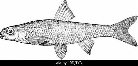 . Un guide pour l'étude des poissons. Poissons ; zoologie ; Poissons. Ostariophysi 165 série insipide. La plupart des autres sont neutres au goût et plein de petits os. Un Opsanichthys uncirostris, espèces, du Japon est une exception à cet égard, étant un poisson de saveur très délicate. En Amérique 225 espèces d'Cyprinidcc sont connues. L'un lui- dred sont généralement tenues pour former le seul genre. Fig. 124.-mulet blanc, Kotropis Clmton (hudsonius), Kilpatrick Lake, Minnesota Notropis^ smaher Ce comprend les espèces et les plus faibles, de 2 à 7 pouces de longueur, caractérisée par la perte, principalement par le biais de dege Banque D'Images