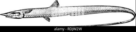 . Un guide pour l'étude des poissons. Poissons ; zoologie ; Poissons. 138 l'Arctique et de l'éperlan de nombreux spécimens de cette espèce ont été trouvés morts, flottant sur l'eau, par le vapeur Albatros. Le IdiacanthidcB sont de petits poissons d'eau profonde, en forme d'anguille et sans pectoraux, liés à l'Iniomi. Lyopomi ordre.-d'autres poissons de haute mer constituent l'ordre ou sous-ordre {Lyopomi Xvoi, desserrés ; nw/xa, opercule). Ce sont des poissons n'ayant pas mesocoracoid allongés, et le préopercule et rudimentaire connecté seulement avec la mâchoire inférieure, le grand. Fig. 100.-Aldrovandia gracilis (Goode &AMP ; Bean). La Guadeloupe Islan Banque D'Images