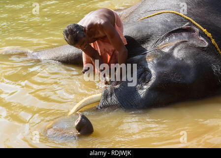 Le lavage des éléphants au centre de réadaptation de l'éléphant d'Kappukadu Kottoor, Kerala, Inde Banque D'Images