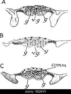 . Text-book de l'embryologie. L'embryologie. VIII 185 AETHEOPODA à partir d'autres arthropodes par le non-segmentatiou du mésoderme (Balfour, 1880). L'anus est toujours situé sur la partie dorsale de l'thoracico-abdominale rudiment. Il est, cependant, quelque peu changé l'avant par rapport à son ancien poste, et finira par passer dans l'encoche du terminal et ainsi de suite jusqu'à la surface ventrale de l'abdomen ; rudiment" mais ce n'est pas le cas jusqu'à un stade ultérieur a été atteint. Enfin, sur la surface de l'œuf, à l'extérieur de l'thoracico-abdominale rudiment, il y a à voir un demi-cercle très-ridge Banque D'Images