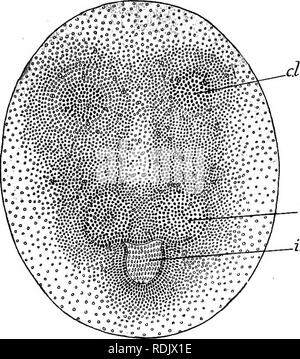 . Text-book de l'embryologie. L'embryologie. AETHEOPODA 181 VIII du blastodermic de cellules aplaties à une forme cylindrique plus. Les lobes céphaliques, qui ont augmenté en taille, sont amenés plus près de l'autre de sorte qu'ils ne sont séparés que par une gorge, et ils sont également proches de l'thoracico-abdominale rudiments. L'endo- disque dermique est en retrait dans sa partie antérieure par une profonde rainure ; semi-circulaire, cette gorge est le début du processus de la gastrulation (Figs. 129 et 130), et l'on pourrait appeler le endodermic la gorge. Le mésoderme qui se trouve en face de ce se compose d'un limited Banque D'Images