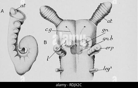 . Text-book de l'embryologie. L'embryologie. AETHEOPODA 175 VIII la mi-ligne ventrale, et il a été surmized qu'ils sont une remimseence dernière du sillon cilié ventrale qui s'étend entre la bouche et l'anus dans de nombreuses larves d'annélides. Dans certains des segments du corps empêchent la nageoire dorsale divisions du cœlome, après avoir donné lieu à des parois latérales du coeur et de la cloison du péricarde, ne pas complètement s'effondrer, mais maintenir les cavités étroites. Les somites appartenant à plusieurs metaineres iuse les uns avec les autres de manière à former deux tubes longitudinaux qui constituent les organes génitaux ( Banque D'Images