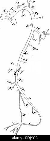 . L'anatomie des mammifères : avec référence particulière à la cat . Anatomie comparée des mammifères ;, ; Les chats. i38 ÉLÉMENTS D'Anatomie des mammifères composites. l'origine des fractures vertébrales, et s'étendant le long de la surface du sternum viscérale, et parfois l'approvisionnement du péricarde du coeur ; l'intercostale supérieure, aris- ment près de l'artère vertébrale et apportant la première et deuxième espaces intercostaux, les muscles profonds du dos, et le serratus magnus ; et la thyroïde, l'extension de craniad à fournir certains muscles du cou et de la face latérale de l'omoplate (Fig. 74). L'artère axillaire donne o Banque D'Images