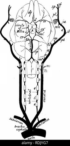 . L'anatomie des mammifères : avec référence particulière à la cat . Anatomie comparée des mammifères ;, ; Les chats. '36 ÉLÉMENTS DE L'Anatomie des mammifères. branches pour former le plexus carotidien, un sphenopala, palatin- tine, et foramen infraorbital. Ce dernier est le prolongement direct de la maxillaire interne. Il fournit les dents supérieures, paupière inférieure, parties du nez, et la lèvre supérieure. Une branche ophtalmique, la fourniture de structures dans l'orbite, peuvent découler de la plexus carotide interne ou le maxillaire.. Fig. 73. Aspect ventrale des artères de la tête et du cou. Les carotides avec leurs directions générales ont été tirées. laterad a, I Banque D'Images