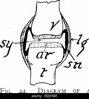 . L'anatomie des mammifères : avec référence particulière à la cat . Anatomie comparée des mammifères ;, ; Les chats. Les JOINTS. L'étude de l'articulation des os et la liga- ments les maintient en place est connu comme syndesmology. Il y a trois catégories générales d'articulations : Synar- throses, ou des articulations fixes ; amphiarthroses, ou les joints avec un léger déplacement ; diarthroses, ou les articulations- mov librement. Un synarthrodal joint est illustrée dans les fils entre les os du crâne. Les deux surfaces d'os sont séparés par une membrane fibreuse seulement. Un amphiarthrodal se produit entre l'articulation bodi Banque D'Images