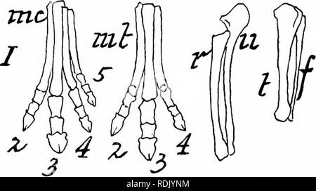 . L'anatomie des mammifères : avec référence particulière à la cat . Anatomie comparée des mammifères ;, ; Les chats. Fig. 35. Généalogie de l'Hokse. F, l'avant-pied ; II, arrière-pied ; un, l'avant-bras ; L, jambe ; JE, Orobippus ; II, III ; Mesohippus Miohippus, ; IV, V ; Protohippus, Pliohippus ; VI, Equus ; 2, 3, 4, et 5 sont les deuxième, troisième, quatrième et cinquième chiffres respectivement ; mc, du métacarpe, mi, métatarse ; p, phalanges ; u, cubitus ; r, rayon ; JE, tihia ; /, le péroné.- (après Marsh.). Veuillez noter que ces images sont extraites de la page numérisée des images qui peuvent avoir été retouchées numériquement pour plus de lisibilité - coloration et apparition de t Banque D'Images