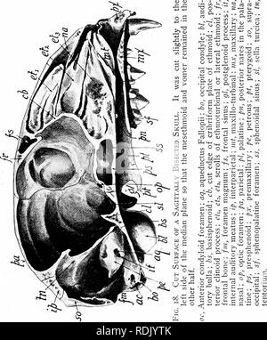 . L'anatomie des mammifères : avec référence particulière à la cat . Anatomie comparée des mammifères ;, ; Les chats. Le squelette. 35 La partie de la ptérygoïde sphenoid est un os (Fig. 17 et 18) situées de chaque côté de la moitié de l'basisphenoid et la moitié caudale du presphenoid.. Chez le chat adulte les sutures sont parfois effacées afin que cet os s'affiche comme un prolongement caudal du pala- tine. Les deux os ptérygoïde ou plaques forment le descendre les murs-, et qui, avec la partie médiane de la. Veuillez noter que ces images sont extraites de la page numérisée des images qui peuvent h Banque D'Images