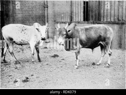 . Le livre du royaume animal. Les mammifères. Les mammifères. FIG. 67. GYNEE LES BOVINS. Veuillez noter que ces images sont extraites de la page numérisée des images qui peuvent avoir été retouchées numériquement pour plus de lisibilité - coloration et l'aspect de ces illustrations ne peut pas parfaitement ressembler à l'œuvre originale.. Westell, William Percival. Londres, J. M. Dent ; New York, E. P. Dutton Banque D'Images