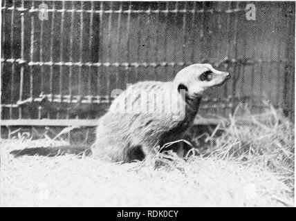 . Le livre du royaume animal. Les mammifères. Les mammifères. FIG. 44. SURICATE. Veuillez noter que ces images sont extraites de la page numérisée des images qui peuvent avoir été retouchées numériquement pour plus de lisibilité - coloration et l'aspect de ces illustrations ne peut pas parfaitement ressembler à l'œuvre originale.. Westell, William Percival. Londres, J. M. Dent ; New York, E. P. Dutton Banque D'Images