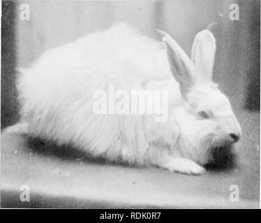 . Le livre du royaume animal. Les mammifères. Les mammifères. FIG. 28. Lapin angora. Veuillez noter que ces images sont extraites de la page numérisée des images qui peuvent avoir été retouchées numériquement pour plus de lisibilité - coloration et l'aspect de ces illustrations ne peut pas parfaitement ressembler à l'œuvre originale.. Westell, William Percival. Londres, J. M. Dent ; New York, E. P. Dutton Banque D'Images