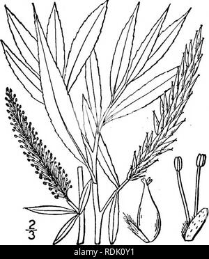 . Une flore illustrée du nord des États-Unis, le Canada et les possessions britanniques, de Terre-Neuve jusqu'au parallèle de la limite sud de la Virginie et de l'océan Atlantique à l'ouest jusqu'à la 102d méridien. Botanique ; botanique. s, diffère. 9. Salix alba L. White Willow ou conjoint. Huntingdon ou Saule européen. Fig. 1459. Salix alba L. sp. PI. 1021. 1753. Salix vitellina L. sp. PI. Ed. 2, 1442. 1763. Un grand arbre, parfois 90° de hauteur et un tronc diam- eter d 8° ; écorce rugueuse, gris ; brindilles fragiles à la base. Feuilles lancéolées ou oblongues-lancéolées, aiguës ou acuminées, rétréci à la base Banque D'Images