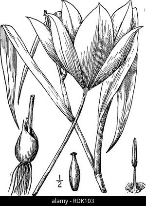 . Une flore illustrée du nord des États-Unis, le Canada et les possessions britanniques, de Terre-Neuve jusqu'au parallèle de la limite sud de la Virginie et de l'océan Atlantique à l'ouest jusqu'à la 102d méridien. Botanique ; botanique. i. Tulipa sylvestris L. Fig. 1264. Tulipes sauvages. Tulipa sylvestris L. sp. PI. 305. 1753- ovoïde ampoule, 1' de long ou moins, couverts d'écailles brun foncé. 2° sur la tige, haute- ment ours 1-3 linéaires-lancéolées de couleur gris-vert acumi- nate quitte ; fleur jaune, 3-4' de large ; périanthe intérieur-segments légèrement plus large que l'extérieur, aigu ; filaments pubescents à la base ; capsu Banque D'Images