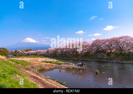 Le Mont Fuji ( Mt. Fuji ) avec Sakura cherry blossom à la rivière dans la matinée, Shizuoka, Japon. Banque D'Images