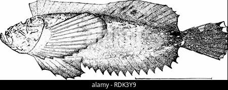 . Un guide pour l'étude des poissons. Poissons ; zoologie ; Poissons. 438 Pareioplitae ou posté, poissons-joue avec une large tête, déprimé, se trouve dans le London, de l'Éocène et du Miocène de diverses espèces ont été visés à Scorpcena. RoscB Sebastodes est basé sur un fragment du Pléistocène, probablement, de Port Harford, en Californie. La petite famille de l'CaracanthidcB se compose de petits poissons â r ^. ViG. ÂTrwliiccphatus iimnnsropiis.376. Scorpccnidiv la famille. De Swatow, Chine. des récifs coralliens du Pacifique. Ces sont compressés dans la forme, et la peau est rugueuse avec de petites épines, la tête étant faiblement arm Banque D'Images