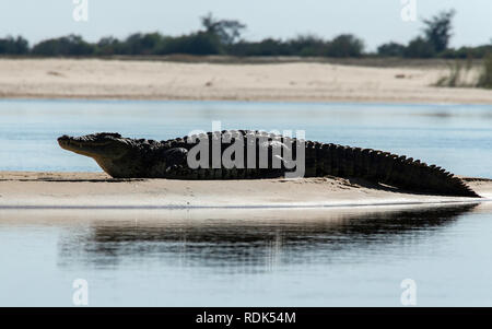 Le crocodile du Nil (Crocodylus niloticus) sur un banc dans le fleuve Zambèze. Banque D'Images