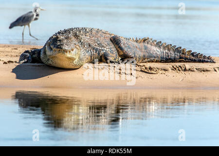 Le crocodile du Nil (Crocodylus niloticus) sur un banc de sable dans la rivière Zambèze avec hérons gris pêche à la proximité. Banque D'Images