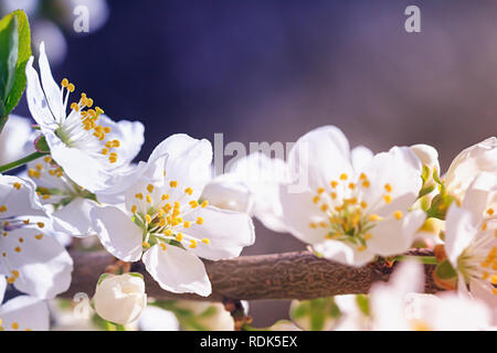 Fleurs de prunier sauvage en plein soleil Banque D'Images