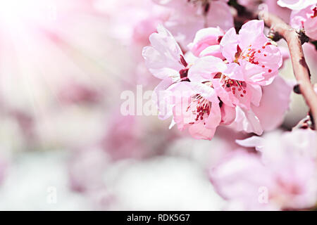 Fleurs roses en petites grappes sur une branche de l'arbre de cerisier Banque D'Images