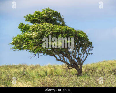 Hawthorne, Crataegus, dans les dunes de la Hollande du Nord Banque D'Images