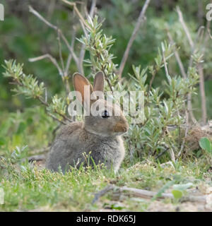 Lapin sauvage dans le paysage de l'approvisionnement en eau d'Amsterdam près de dunes à Amsterdam et Zandvoort Banque D'Images