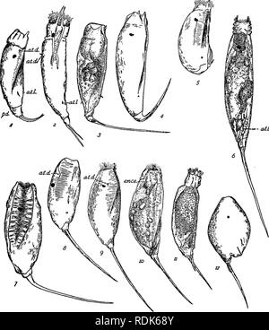 . Mark anniversaire volume ; à Edward Laurens Mark, Hersey Professeur d'anatomie et directeur de l ?Zoo Laboratoire logique à l'Université de Harvard, à l'occasion de vingt-cinq ans de travail pour la promotion de la zoo ?logie. Mark, E. L. (Edward Laurens), 1847-1946 ; zoologie ; anatomie, physiologie ; comparatifs ; l'embryologie. Et sa signification biologique ; 323 Les espèces de ce groupe sont généralement de petite taille, et le corps est recouvert d'une coque rigide, ou lorica, formé par le cuticula endurcis. À l'extrémité antérieure est une zone ou ciliées corona, au moyen de laquelle l'animal nage Banque D'Images