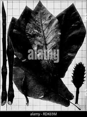 . Manuel de l'arbres des états du nord et le Canada à l'Est des Rocheuses, photo-descriptif . Les arbres. FRASER MAGNOLIA. Feuille à feuille ou EAR-CONCOMBRE-arbre. Magnolia Fraseri Walt.. Fig. 241. Avec les feuilles des rameaux et des fruits avec des graines, j'échappe ; fruit après la fuite de semences, 2 rameaux â en hiver montrant les papilles des feuilles uniquement, 3 ; n, avec des bourgeons à fleur terminale, 4. 242. Tronc d'arbre dans le Jardin botanique de ve, Saint Louis, Mo.. Veuillez noter que ces images sont extraites de la page numérisée des images qui peuvent avoir été retouchées numériquement pour plus de lisibilité - coloration et apparition de th Banque D'Images