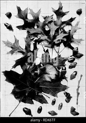 . Manuel de l'arbres des états du nord et le Canada à l'Est des Rocheuses, photo-descriptif . Les arbres. L'OAK HILL. Le chêne. Quercus eUipsoidalis E. J. Hill.. Fig. 165. Rameaux fructifères avec à la fois mature et les jeunes glands, je quitte ; à partir de tiges vigoureuses, 2 branehlet ; à la fin de l'automne de feuilles qui ont été supprimés, 3. Ces spécimens ont été prélevés dans le type arbre près de Glenwood, Chicago, III. 166. Tronc d'arbre avec des jets de feuillage à la base. Près de Chicago, 111. Pour l'écorce photo et des spécimens de feuilles et fruits l'auteur est redevable à Rev. E. J. Hill.. Veuillez noter t Banque D'Images