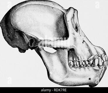 . L'histoire naturelle de Cambridge. Zoologie. S78 GAMME DE CHIMPANZÉS sently. La pigmentation du corps n'est pas toujours aussi pro- annoncée comme dans le gorille. Les os nasaux sont plus courts. Le crâne dans son ensemble n'est plus, et le brachycéphale molaires sont plus petits. Les mains et les pieds sont beaucoup plus longtemps, l'animal, d'un caractère que l'arboricole gorille. Le chimpanzé femelle est légèrement plus petite que le mâle, mais la grande disparité observable dans le gorille ne caractérise pas son allié. L'animal, comme le gorille, a de grands sacs d'air. Les chimpanzés sont exclusivement à l'Afrique, et cependant. Banque D'Images